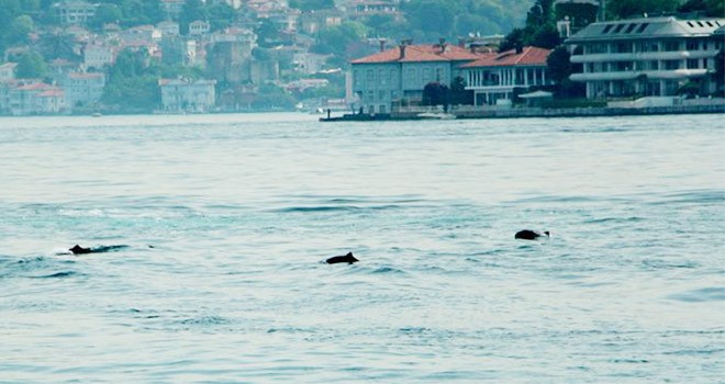 Bebek sahilinde Yunusların dansı